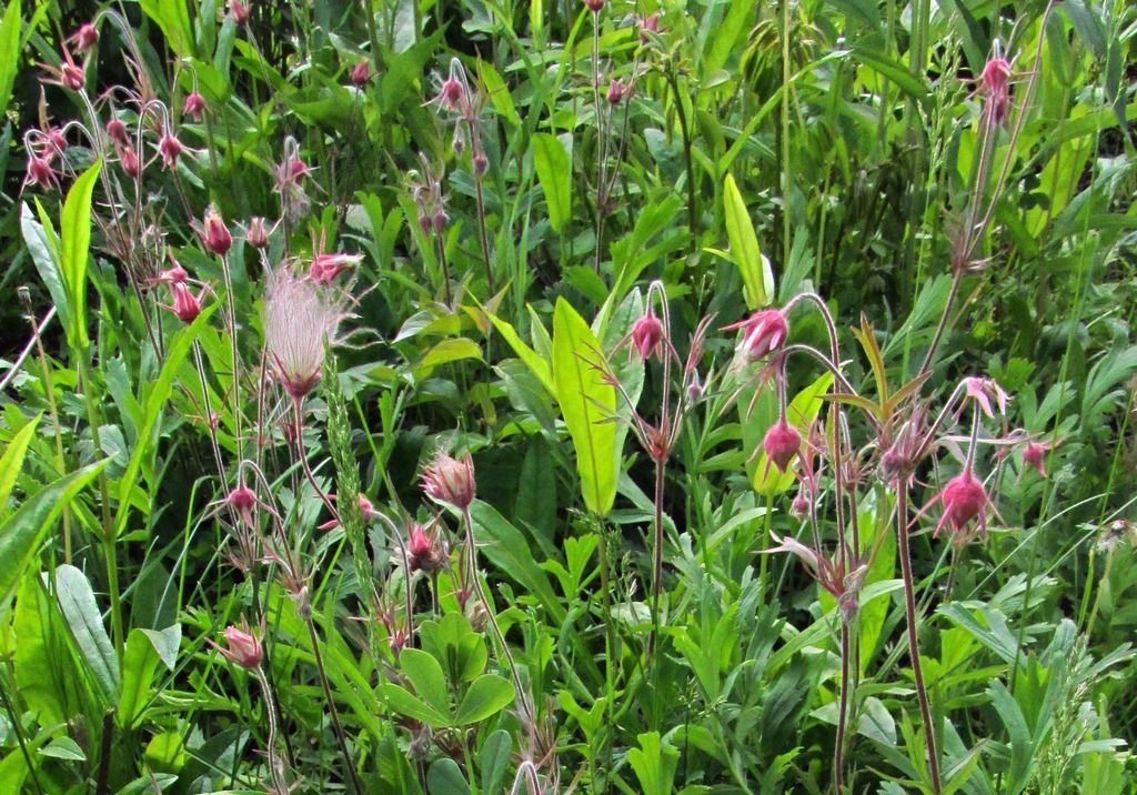 large colony of prairie smoke photo prairiesmokeopening3_zpsmakrjmzr.jpg