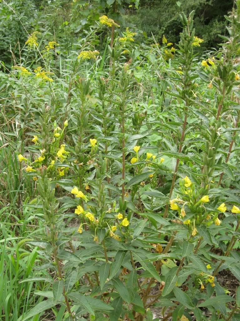 Evening primrose with goldenrod, Common evening primrose and goldenrod blooming in central Iowa, August 2012