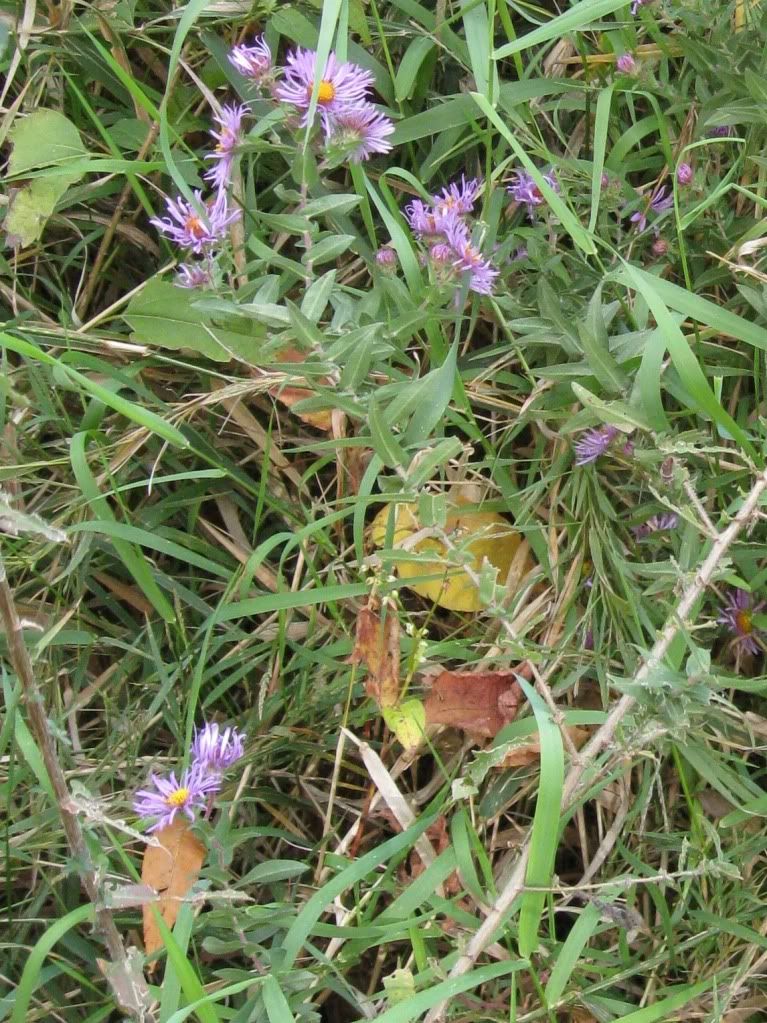 Aster, Aster blooming in central Iowa, September 2012