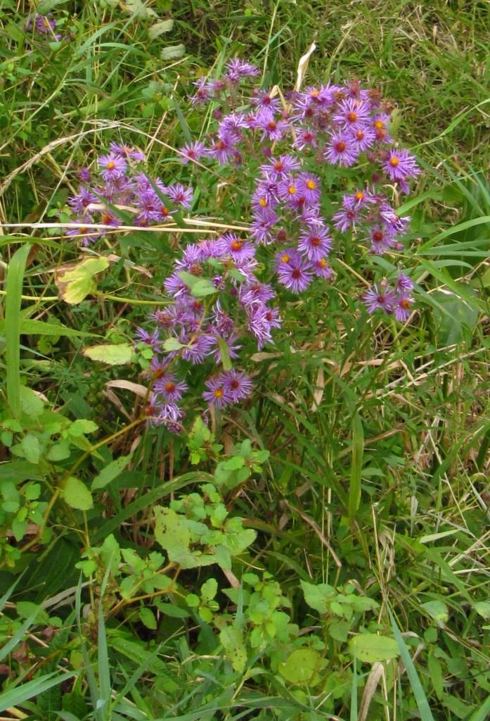 purple aster 2013 photo purpleaster1_zpsf2e5b663.jpg