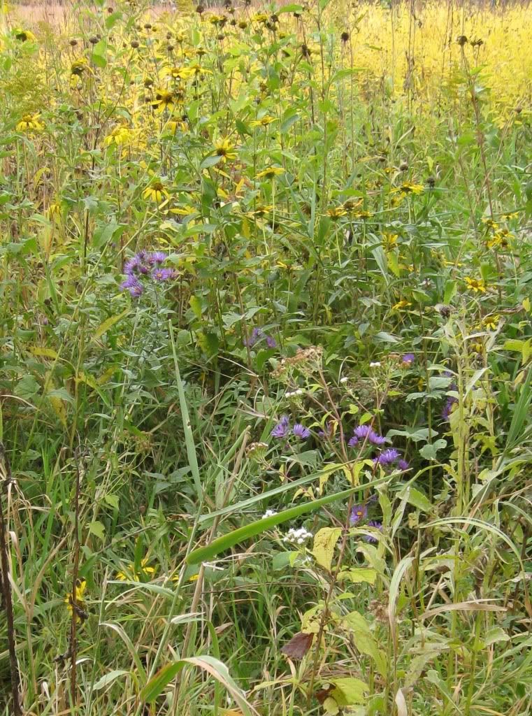 Aster, Aster blooming in central Iowa, September 2012