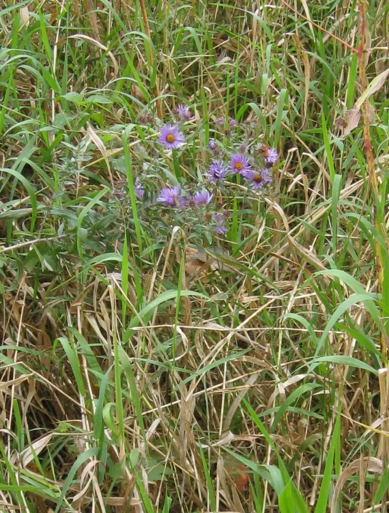 Aster, Aster blooming in central Iowa, September 2012