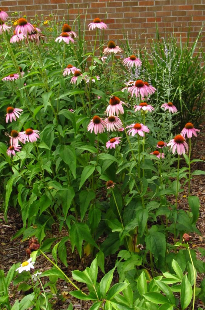 Purple coneflower 2 photo purpleconeflower1_zps5636c725.jpg