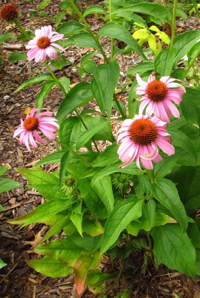 Purple coneflower 2 photo purpleconeflower2_zps83dcfbbf.jpg