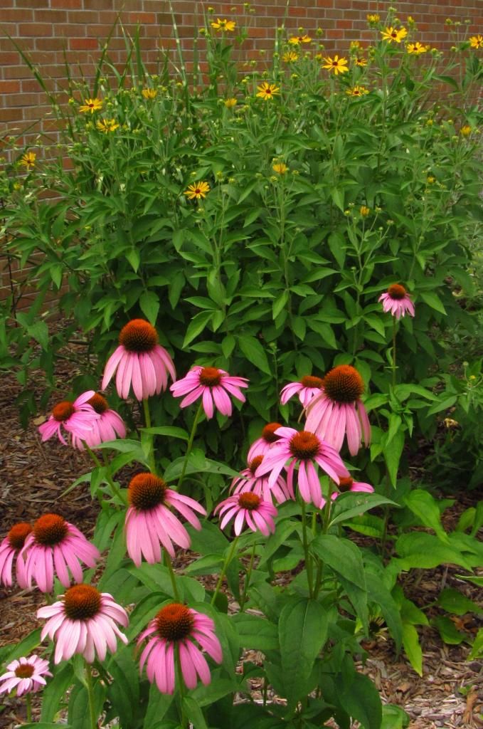 purple coneflower 3 photo purpleconeflower4_zps4ec49736.jpg