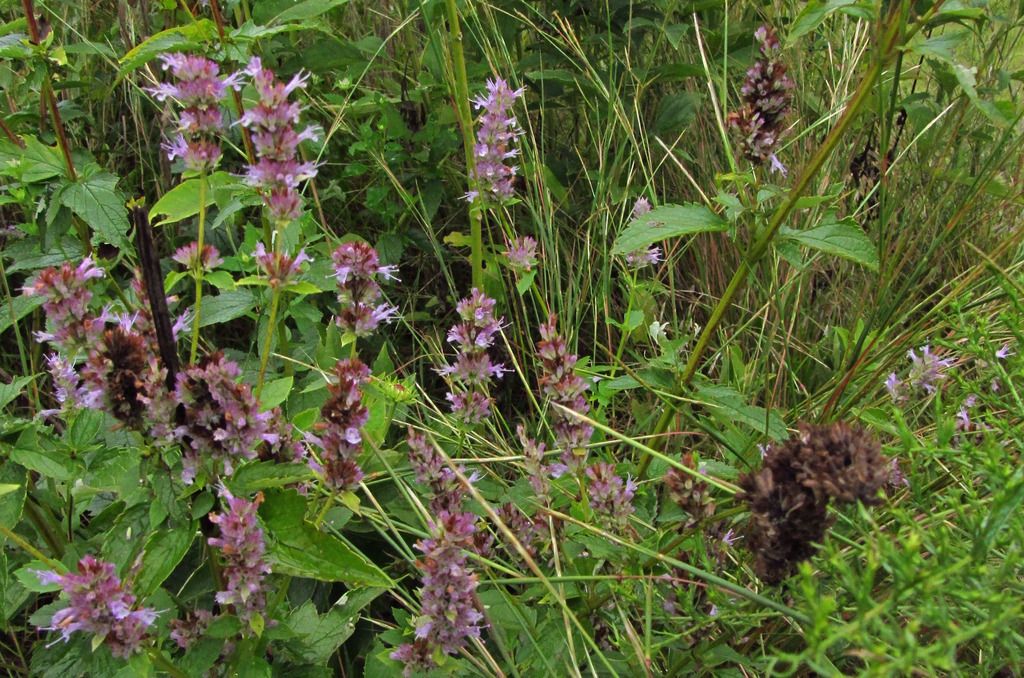 purple giant hyssop photo purplehyssoplargegroup_zpssf4iaiow.jpg