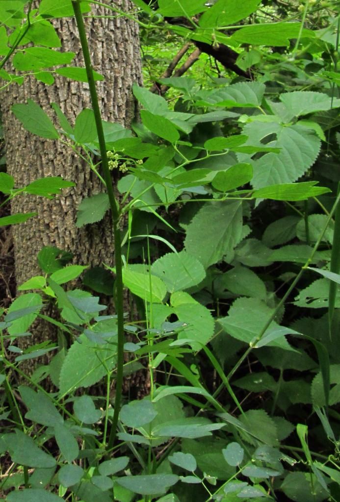 purple meadow rue buds photo purplemeadowruefemaleflowers_zpsa2fbe20f.jpg