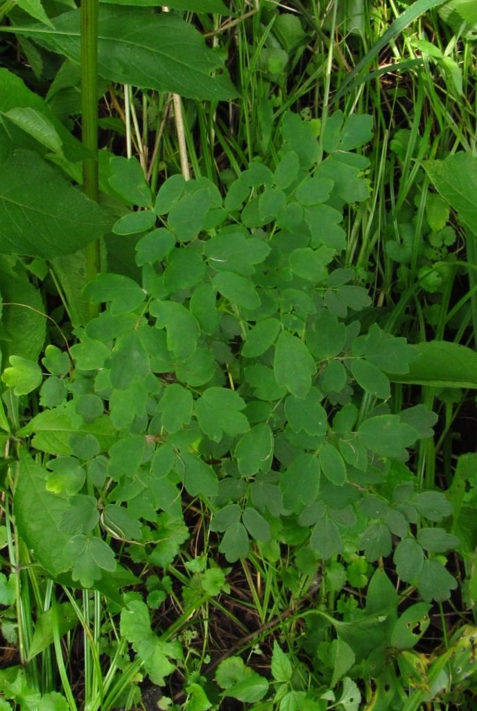 purple meadow rue foliage photo purplemeadowruefoliage_zps40638c12.jpg