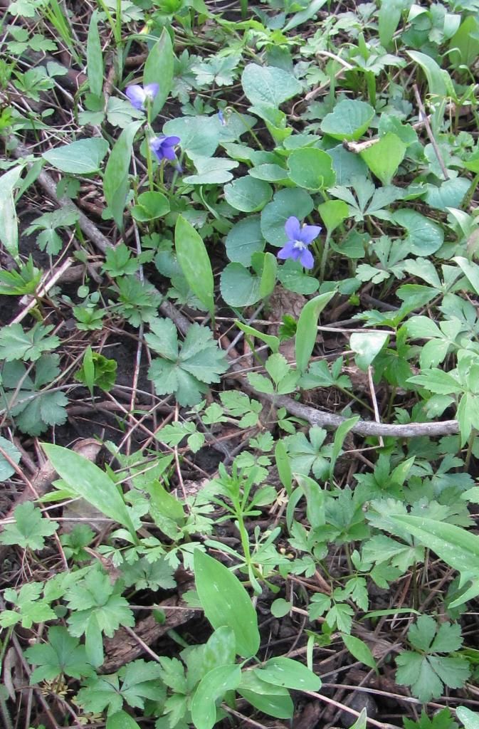 blue/purple violets photo purpleviolets_zpsa3dfcf72.jpg