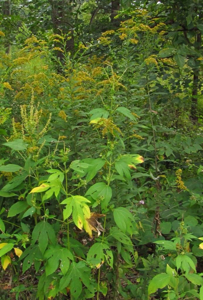 giant ragweed with goldenrod photo ragweedandgoldenrod_zps6d570bb2.jpg