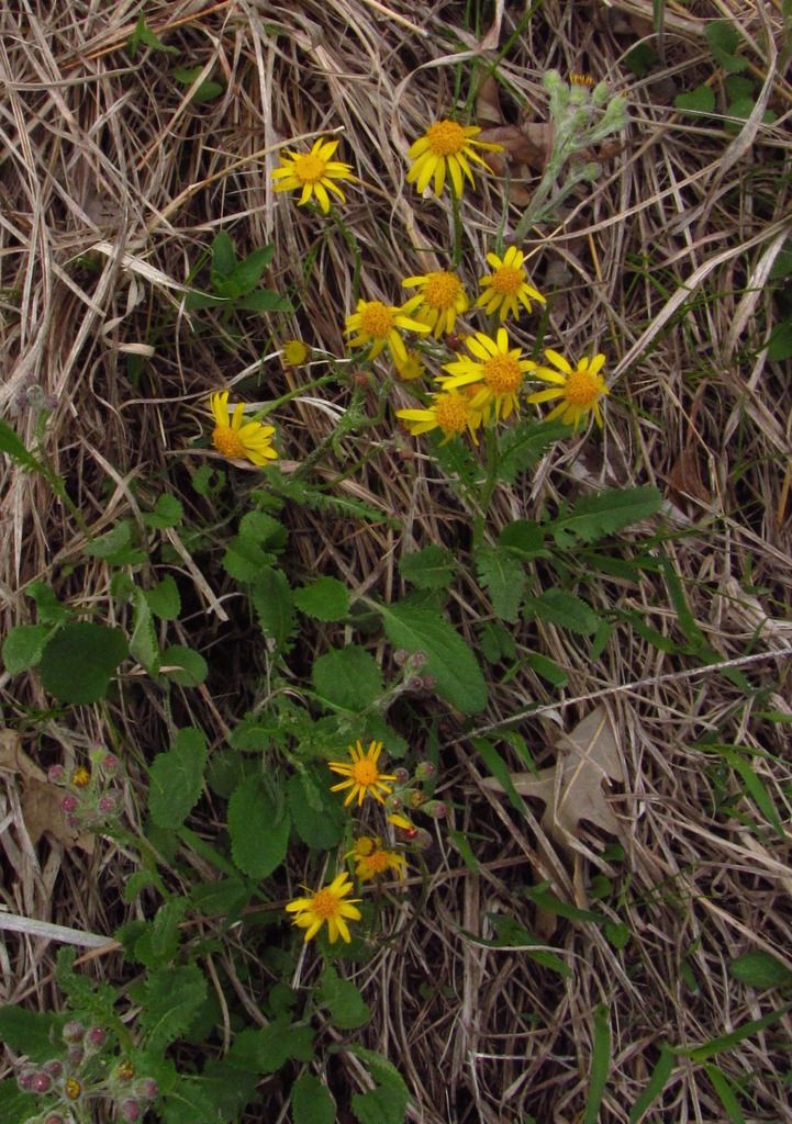  photo ragwort3_zpsxogfu6pe.jpg