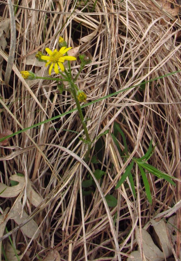  photo ragwort4_zpshxzhurbn.jpg