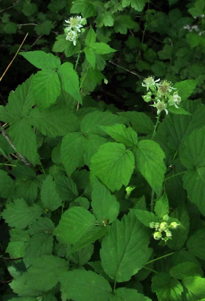 Black raspberry flowers 2 photo raspberryflowers2_zps9857f2f0.jpg