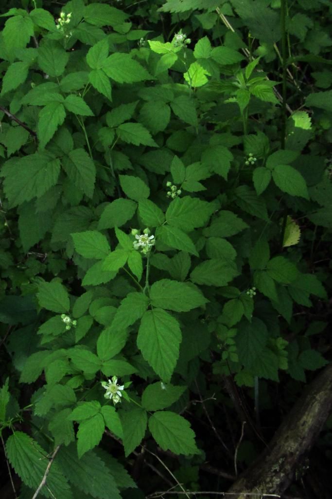 Black raspberry flowers 1 photo raspberryflowers5_zps49c0fb41.jpg