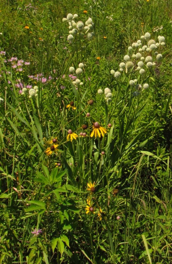 rattlesnake master and coneflowers photo rattlesnakemasterhorsemintconeflower_zpsa32bb83a.jpg