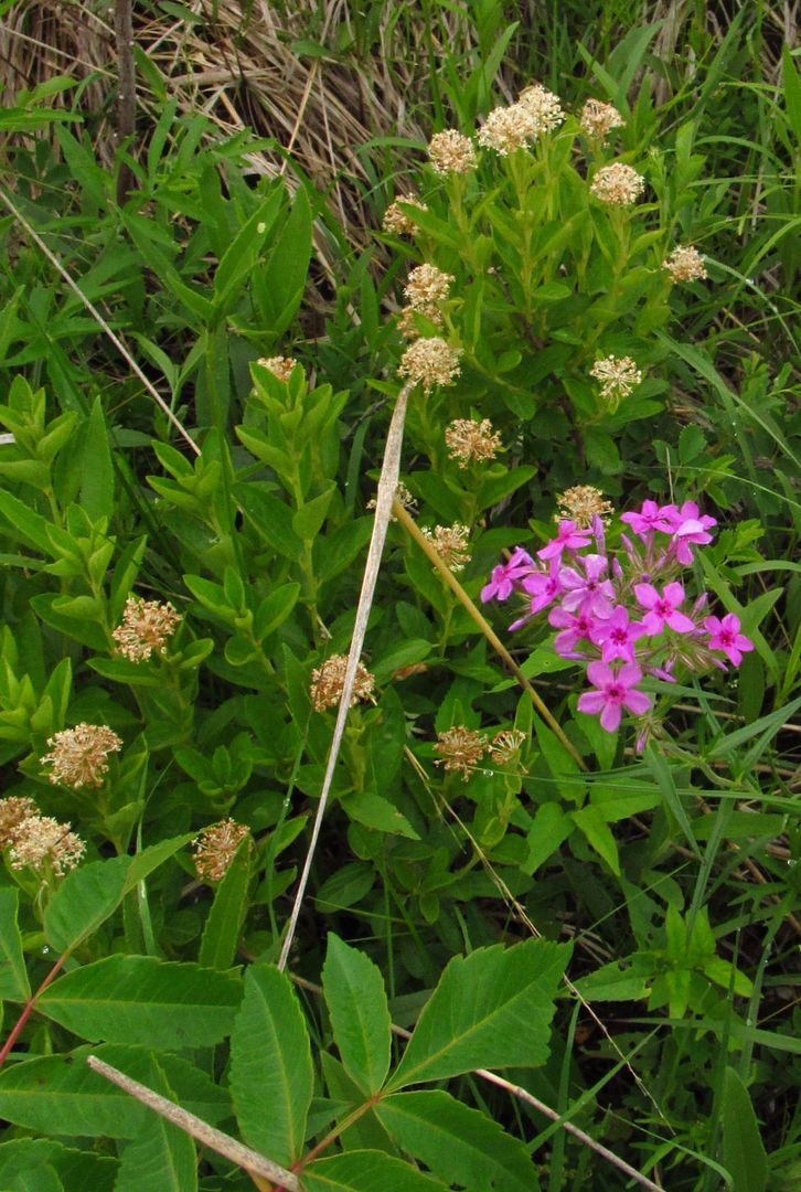 Prairie redroot with prairie phlox 2 photo redrootprairiephlox3_zpsflbfasgd.jpg