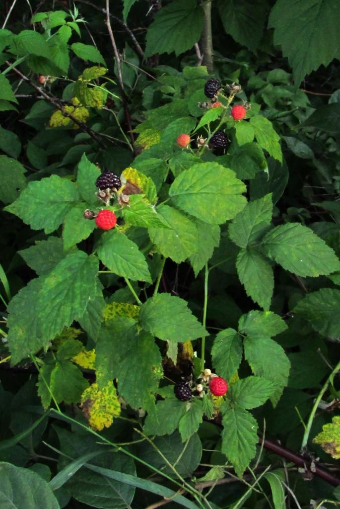 Ripening black raspberries photo riperaspberries2_zps25ae533f.jpg