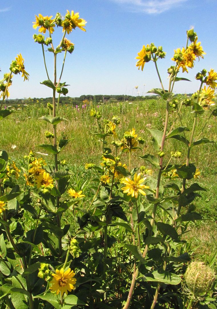 rosinweed flowers photo rosinweed2_zpscanq21lw.jpg