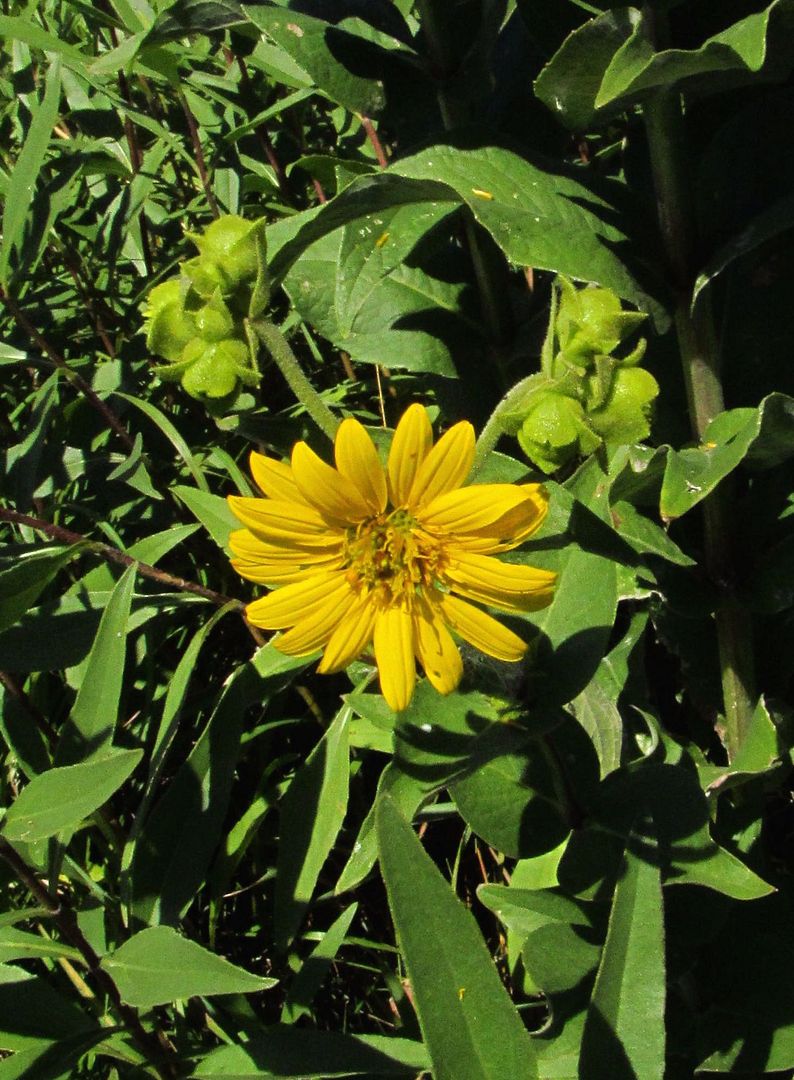 close look at rosinweed flower photo rosinweed5_zps2jatxnei.jpg