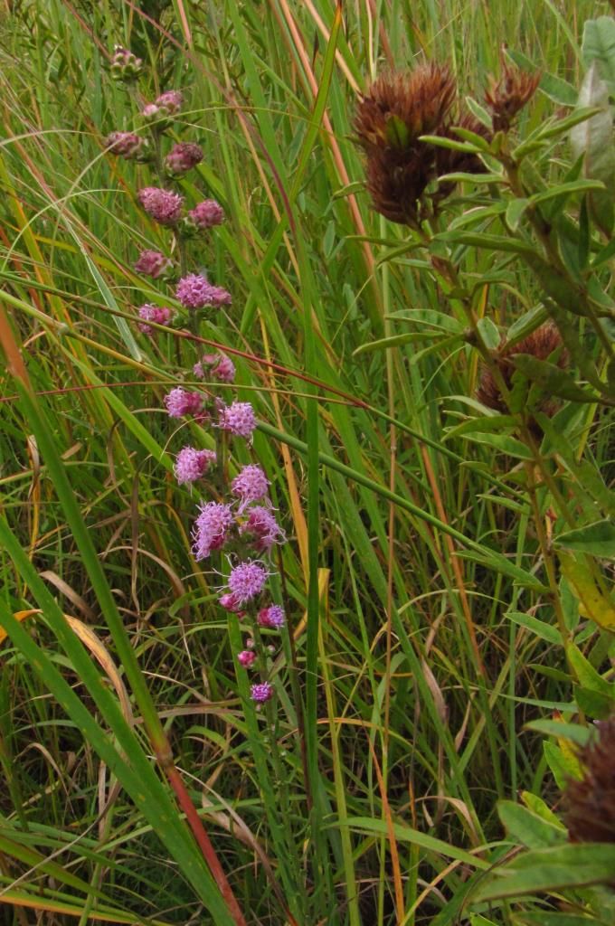 Rough blazing star with round-headed bush clover photo roughblazingstarmystery_zps1b942b67.jpg