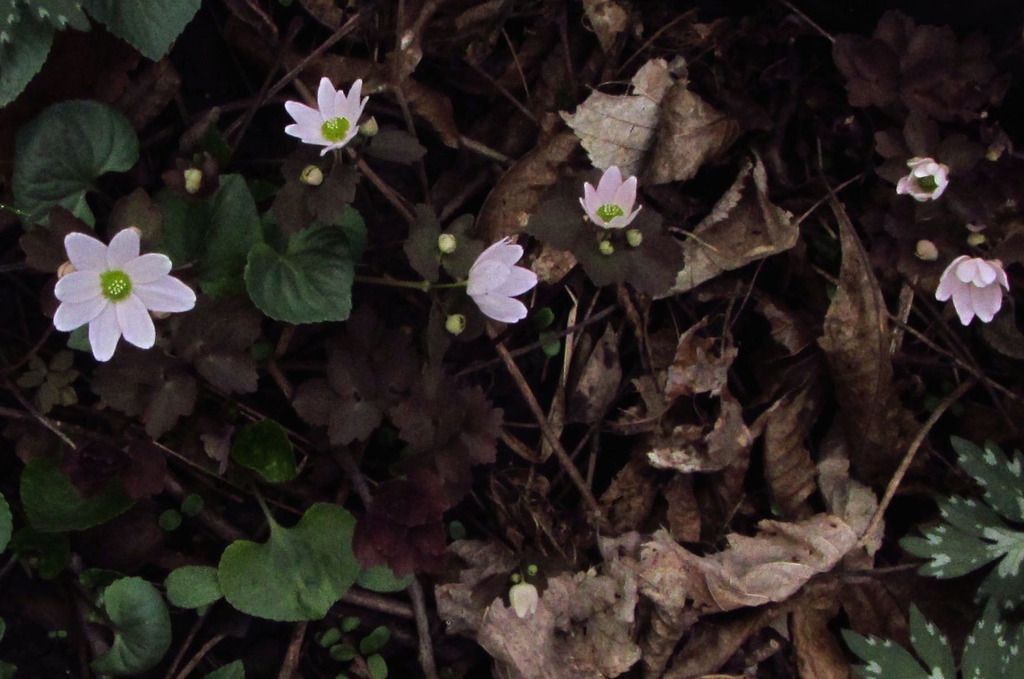 rue anemone close-up photo rueanemone_close_zpsuzruugnc.jpg