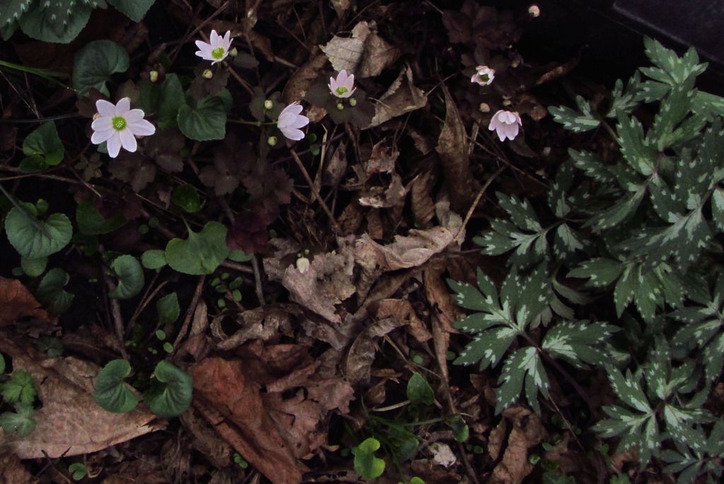 rue anemone with waterleaf foliage photo rueanemone_waterleaffoliage_zps6bpuj7zm.jpg