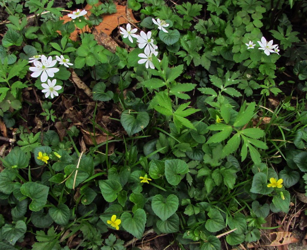 Rue anemone with Downy yellow violet photo rueanemoneyellowviolets_zpsuvoujzxj.jpg