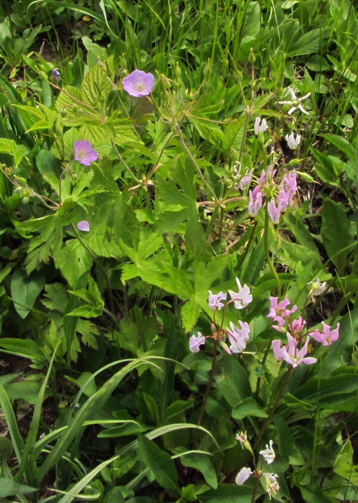 Shooting star with wild geranium photo shootingstarwildgeranium_zpsdnqht42b.jpg