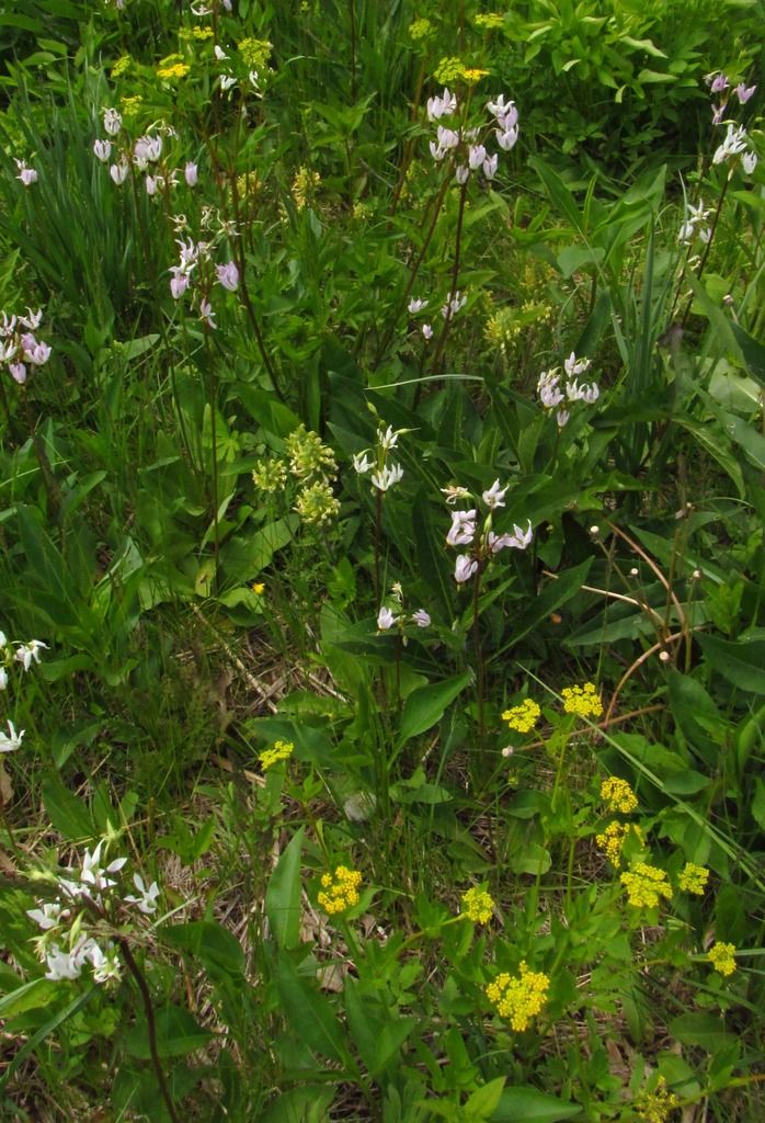 Shooting star with wood betony and Golden Alexanders photo shootingstarwoodbetony_zpsjgw1uzd7.jpg