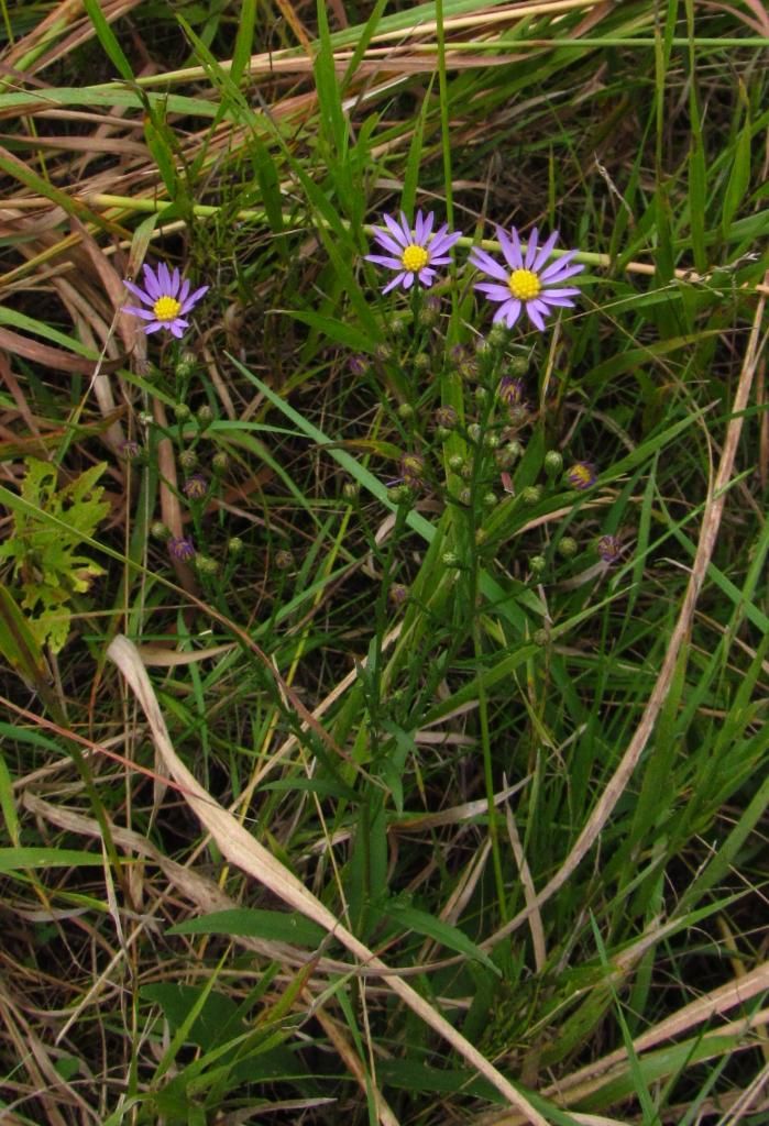 Sky blue asters starting to bloom photo skyblueaster3_zpsd40cda49.jpg