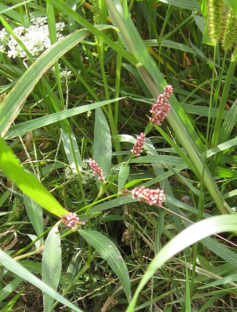 Smartweed, Smartweed blooming in central Iowa, August 2012