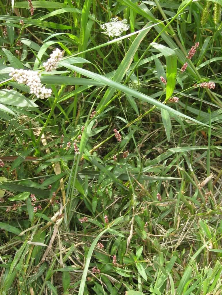 Smartweed mix, Two kinds of smartweed blooming in central Iowa, August 2012