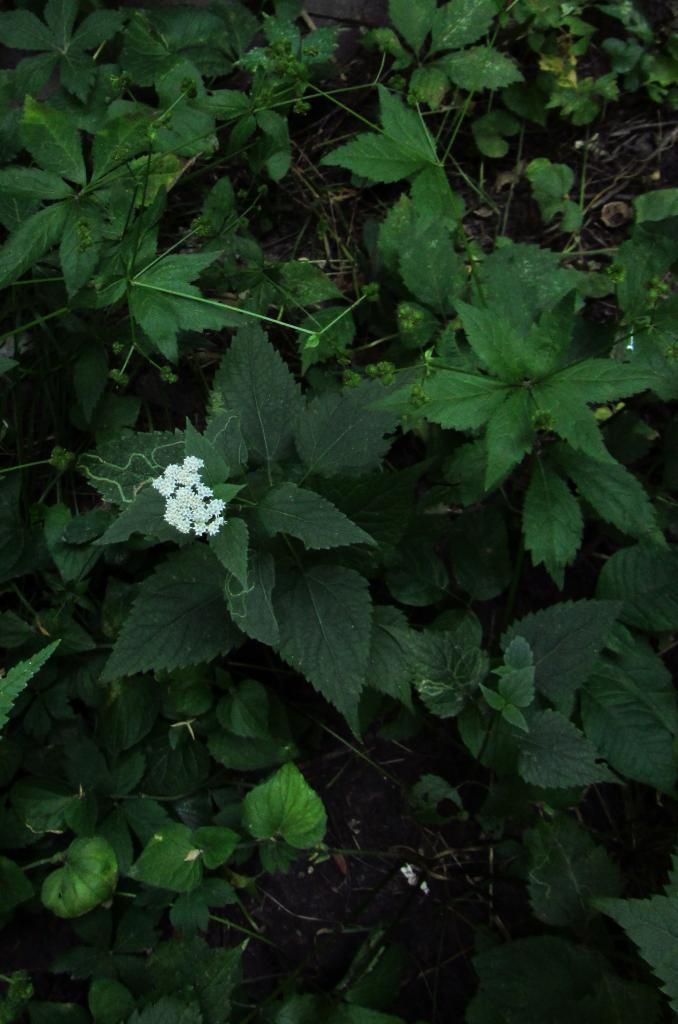 white snakeroot with white avens photo snakerootwithcrowfoot_zpsd59dd2d7.jpg