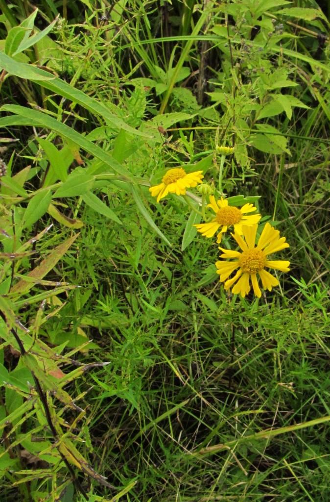 Common sneezeweed small photo sneezeweedsmall_zps69850492.jpg