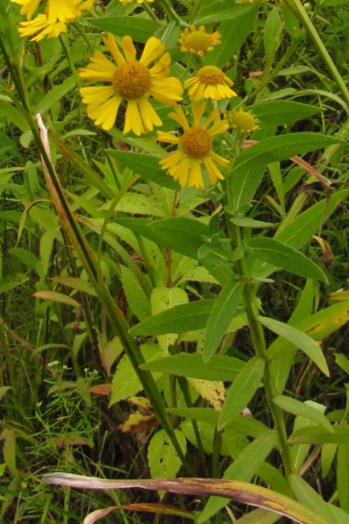 Common sneezeweed close-up photo sneezeweedwings_zps502bd718.jpg