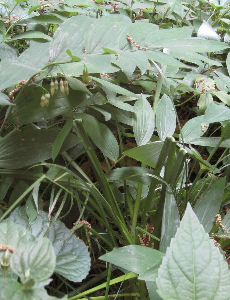 Solomon's seal after deer snack, Solomon's seal flowering in central Iowa, May 2012