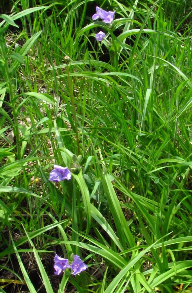 spiderwort 1 photo spiderwort1_zps520a166f.jpg