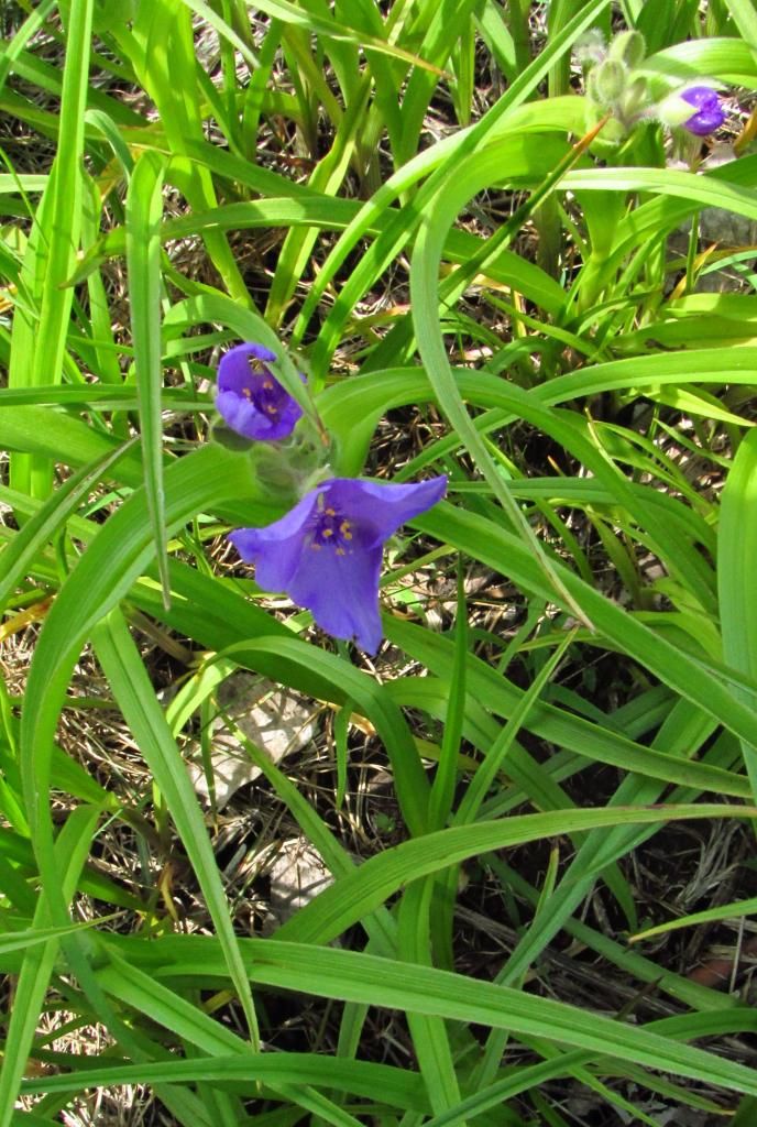 spiderwort 2 photo spiderwort5_zps2aa1b475.jpg