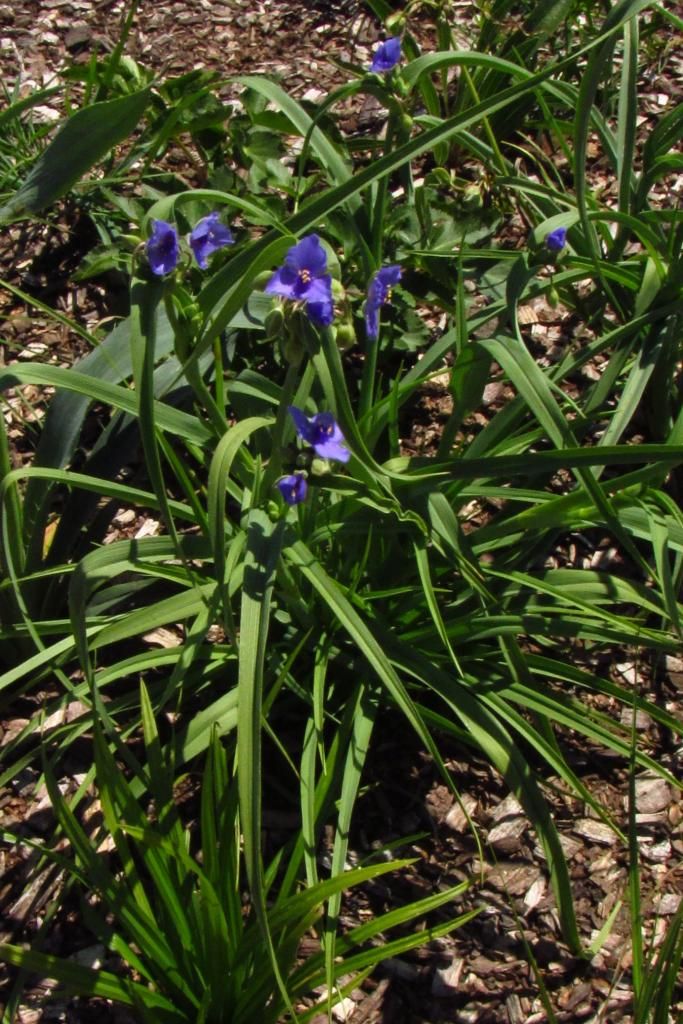 Spiderwort at Neal Smith photo spiderwortnealsmith_zpsaa861b31.jpg