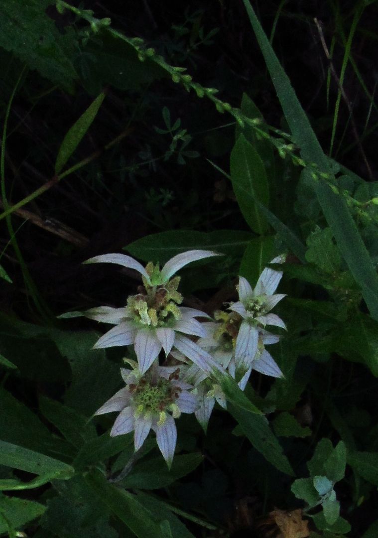 spotted bee balm top view photo spottedbeebalm1_zpsznfenelg.jpg