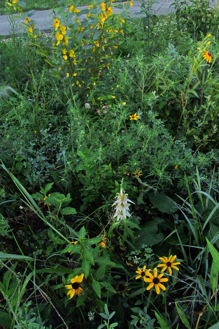 spotted bee balm partridge pea photo spottedbeebalmblackeyedsusan2_zps5vscqugg.jpg