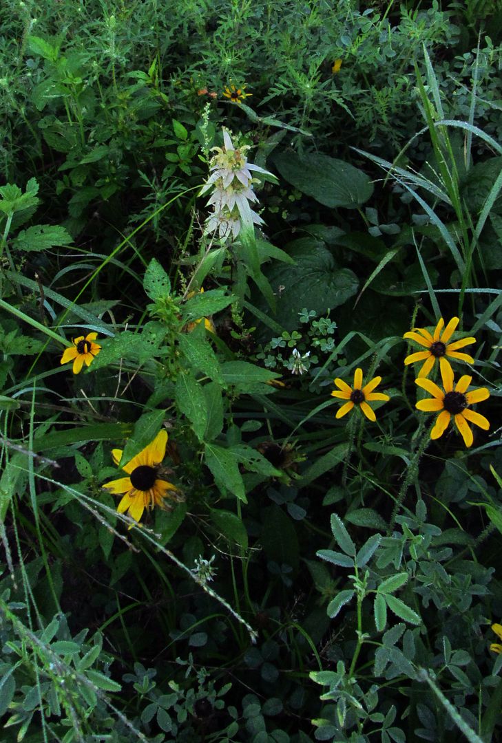 spotted bee balm black-eyed susan photo spottedbeebalmblackeyedsusan_zpsifyhktxm.jpg