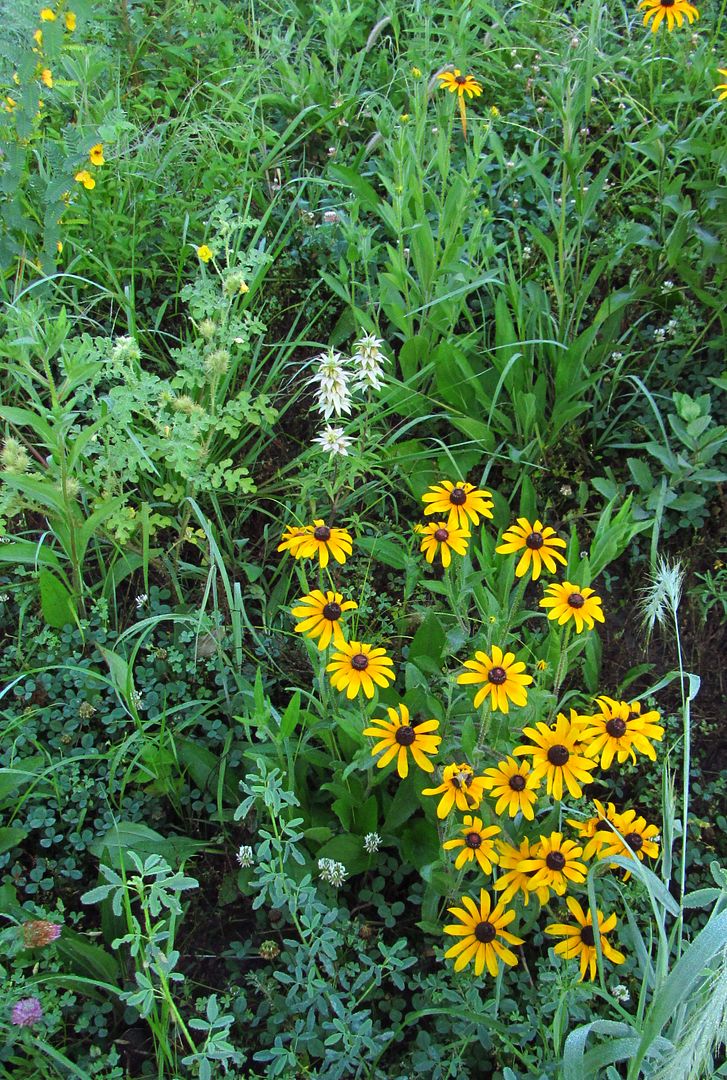 spotted bee balm with other flowers photo spottedbeebalmlargegroup_zpsrpedwtaw.jpg