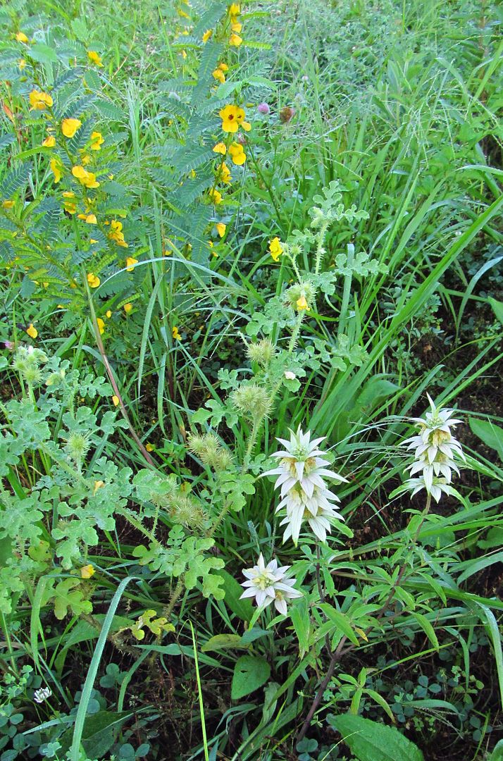 spotted bee balm with partridge pea photo spottedbeebalmpartridgepea_zpsmjlgean2.jpg