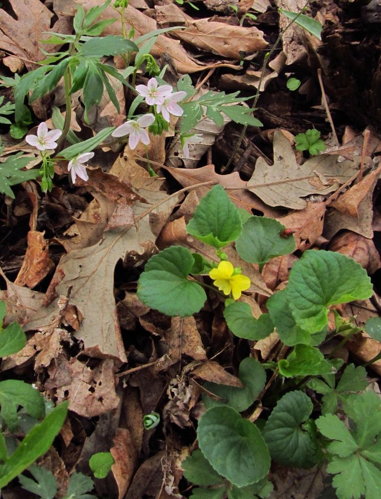 Downy yellow violet with spring beauty 2 photo springbeautyyellowviolet_zpsjxjfze10.jpg