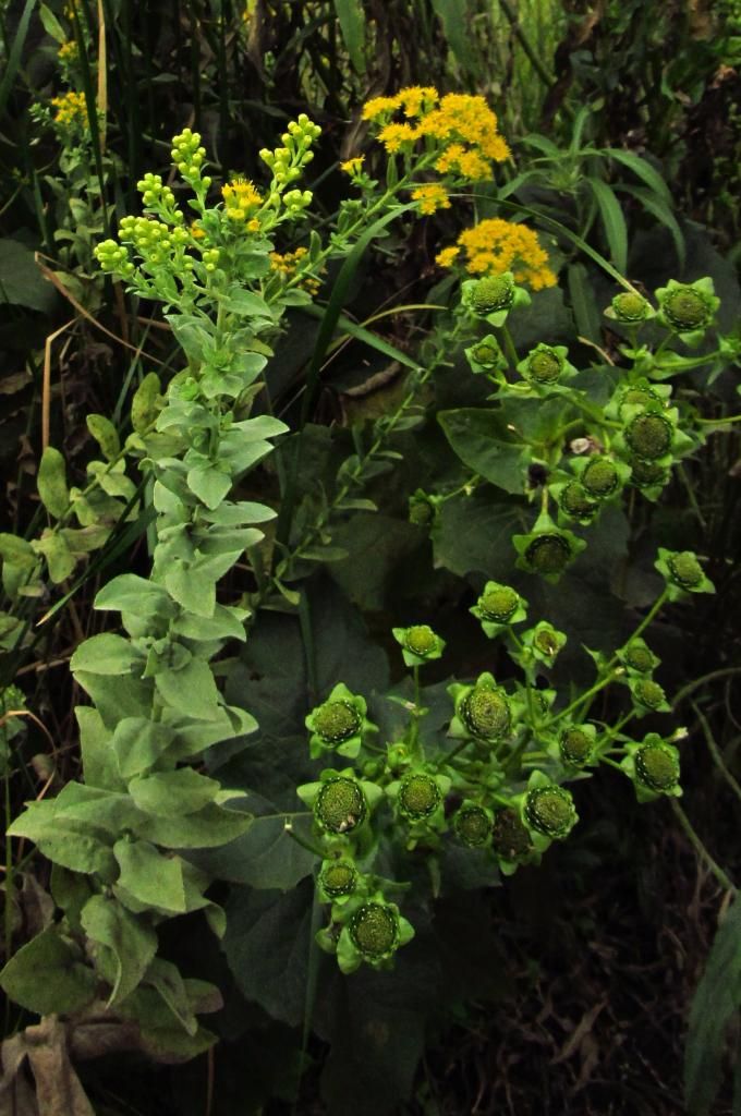 stiff goldenrod with cup plant after blooming photo stiffgoldenrodcupplant2_zpsaf42409b.jpg