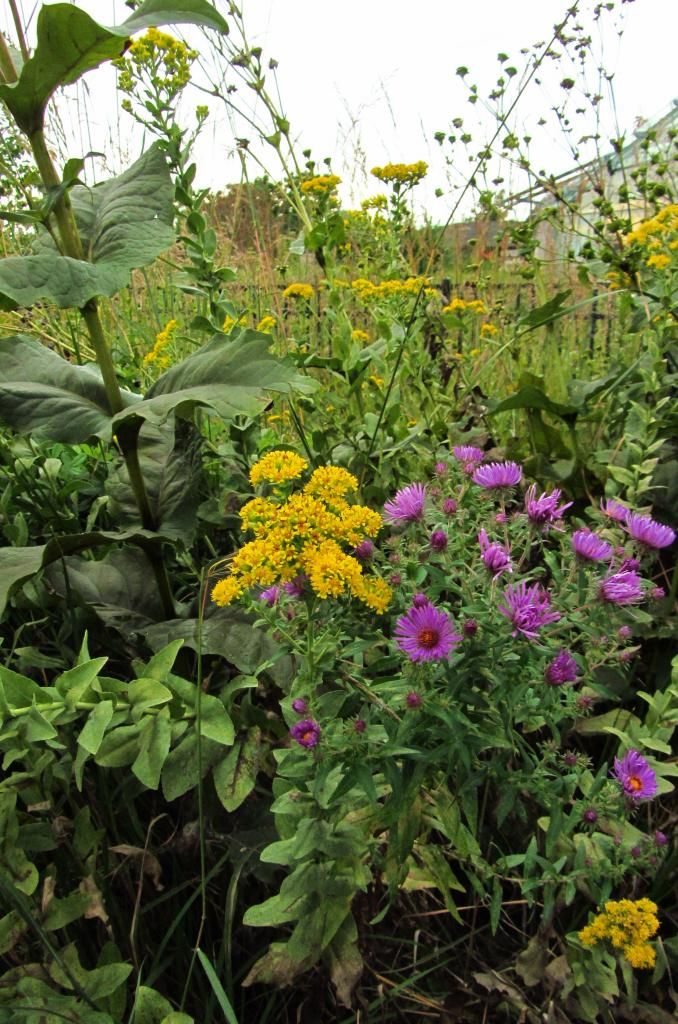 stiff goldenrod, cup plant, purple aster photo stiffgoldenrodcupplantaster_zps438ef889.jpg