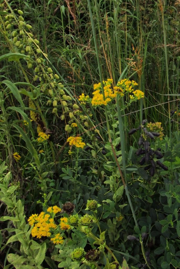 stiff goldenrod with false indigo photo stiffgoldenrodfalseindigo_zpsd709c0f5.jpg