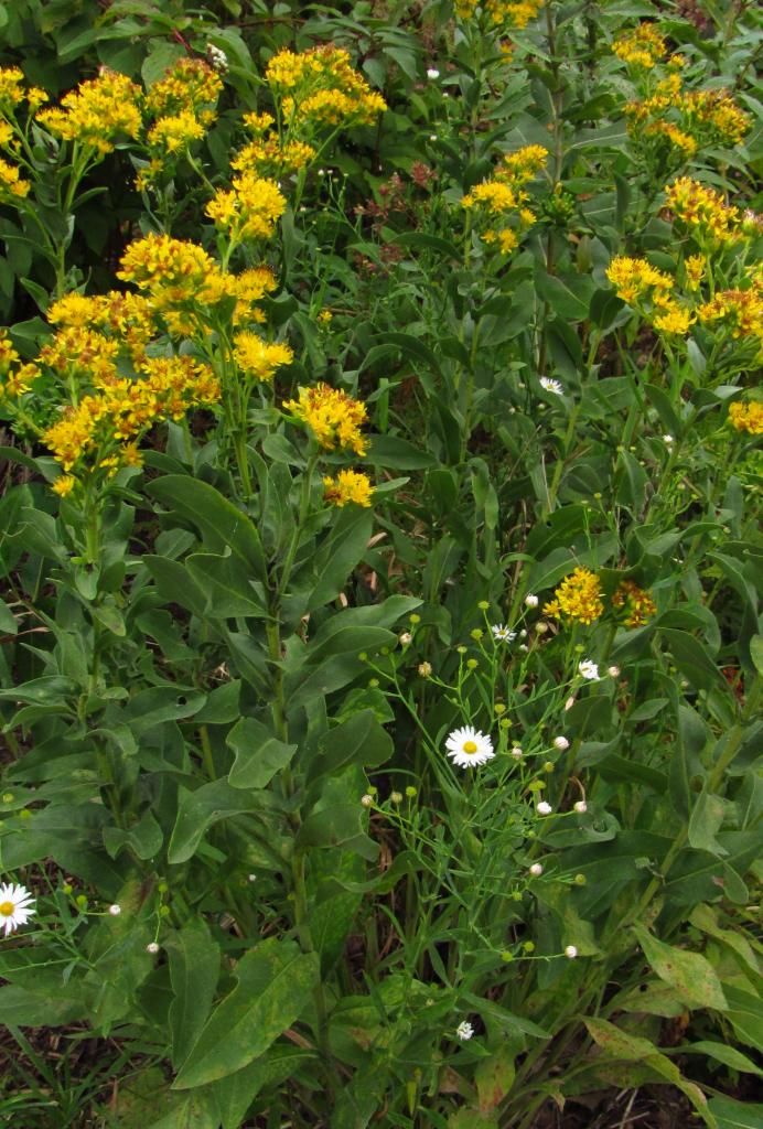 stiff goldenrod with white aster photo stiffgoldenrodwhiteaster_zpsdce00f9d.jpg