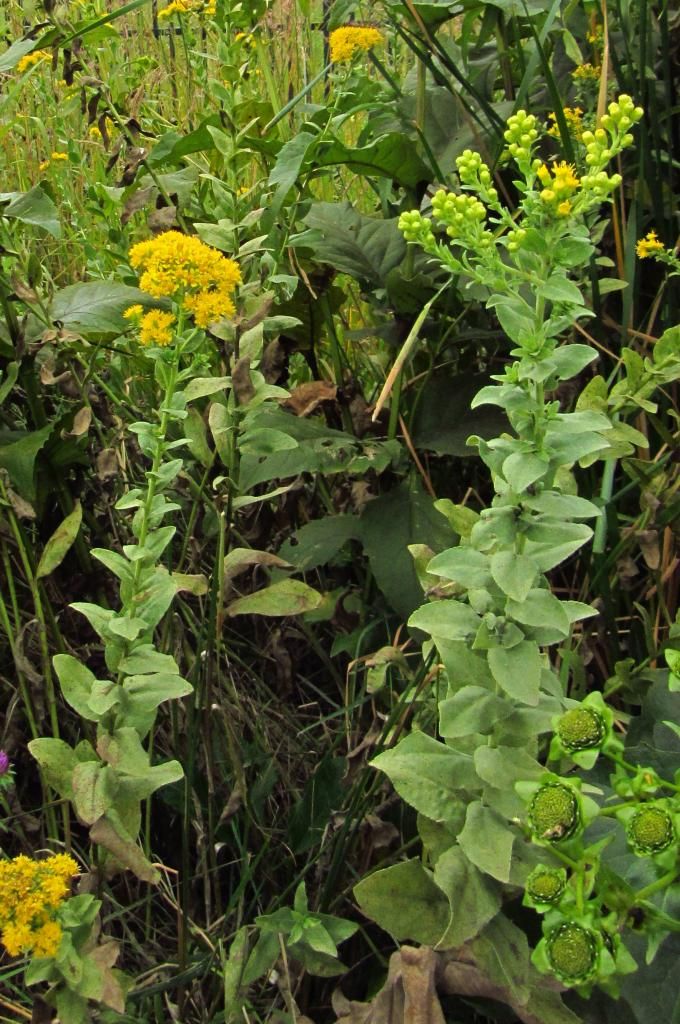 stiff goldenrod with buds photo stiffgoldenrodwithbuds_zps9856f1b0.jpg